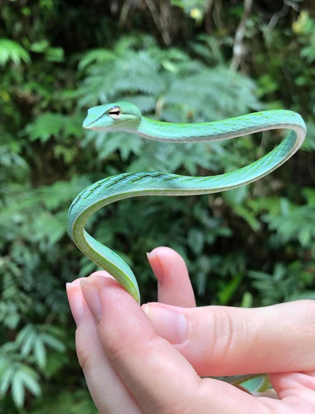 Sinharaja Vini Villa 代尼耶耶 外观 照片