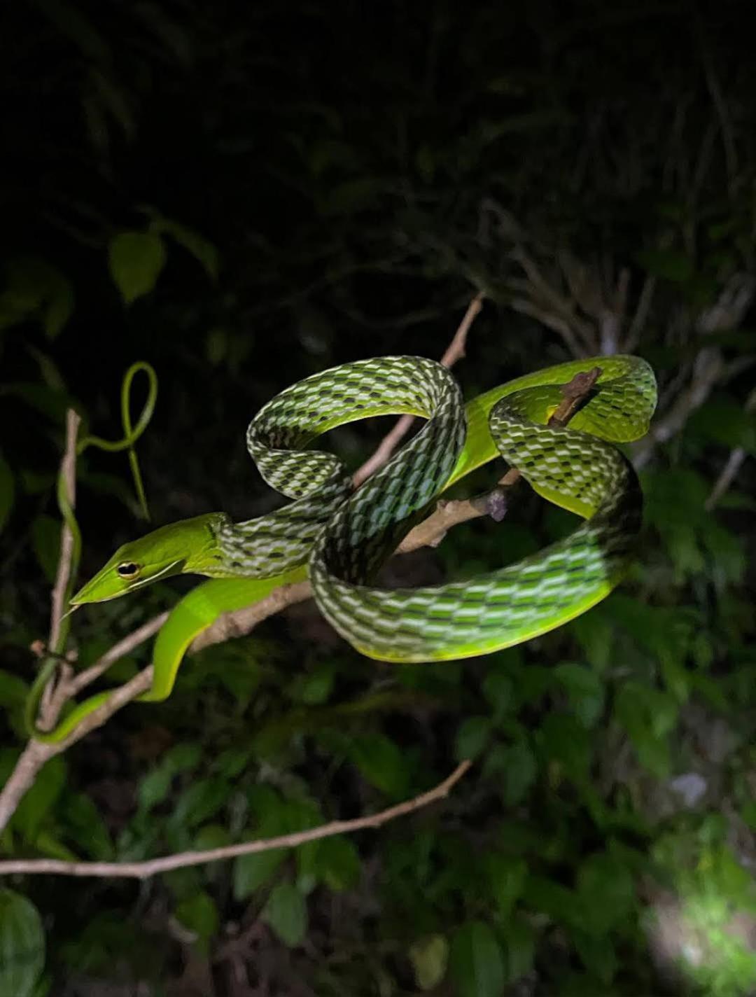 Sinharaja Vini Villa 代尼耶耶 外观 照片